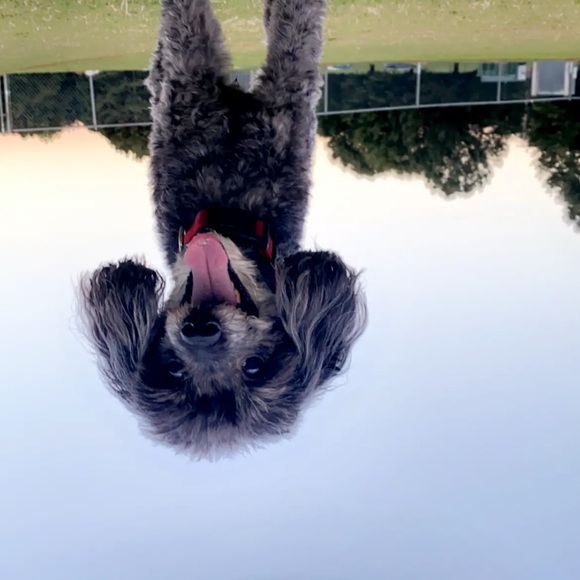 Meet your Posher, Max - Picture 1 of 1